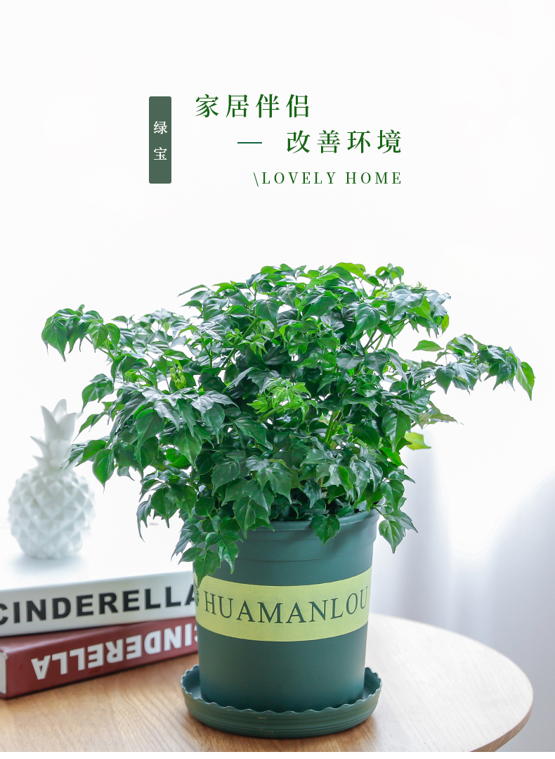 幸福树3.jpg