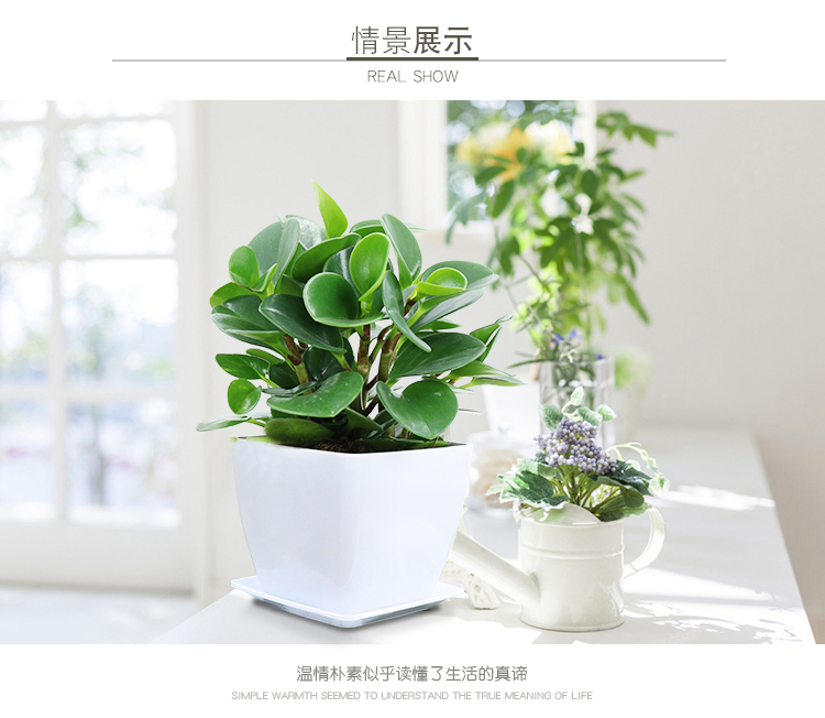 豆瓣绿5.jpg