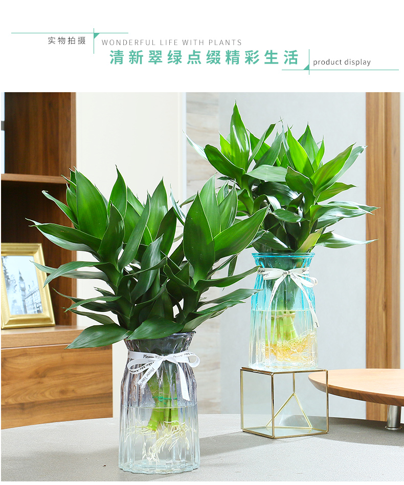 水培观音竹4.jpg