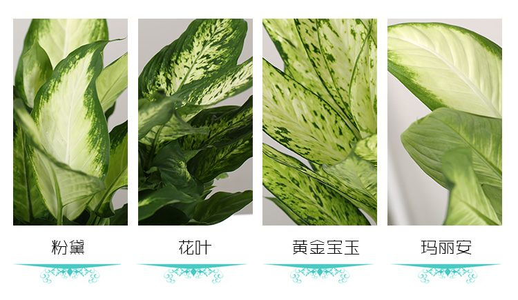 玛丽安-花叶万年青3.jpg