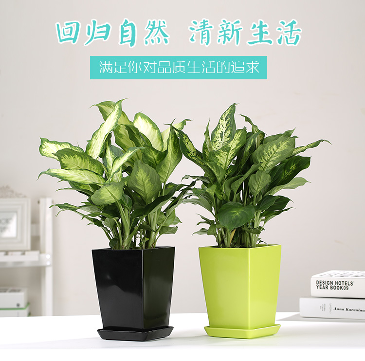 玛丽安-花叶万年青2.jpg