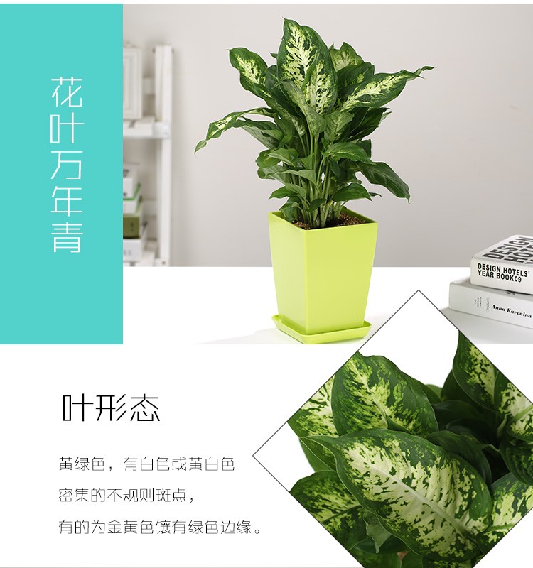 玛丽安-花叶万年青5.jpg