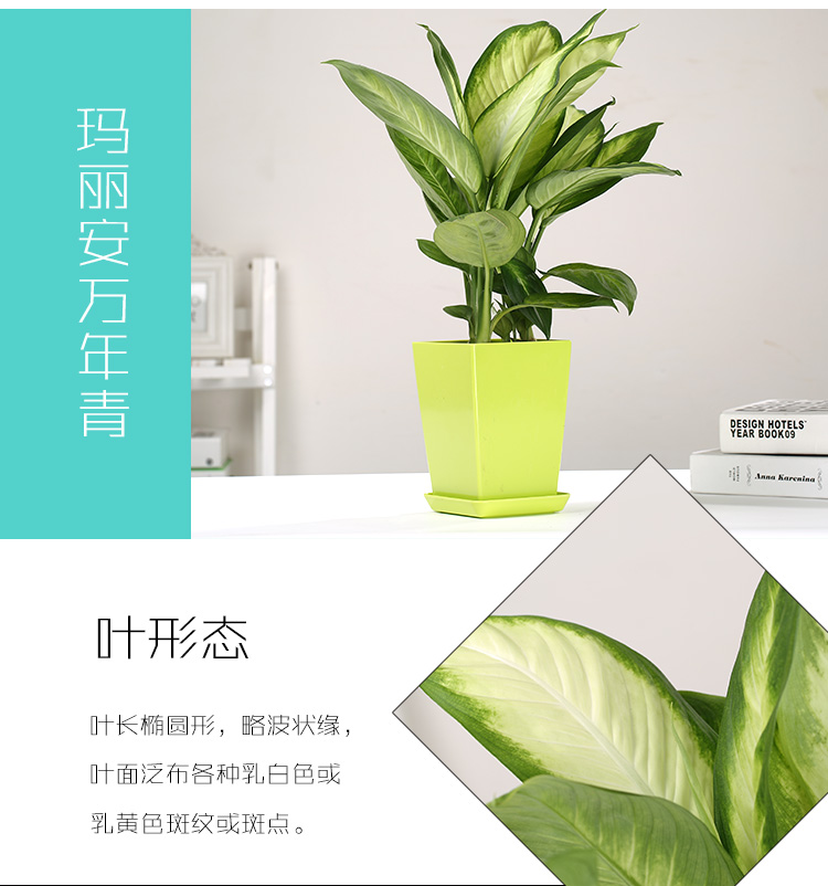 玛丽安-花叶万年青7.jpg