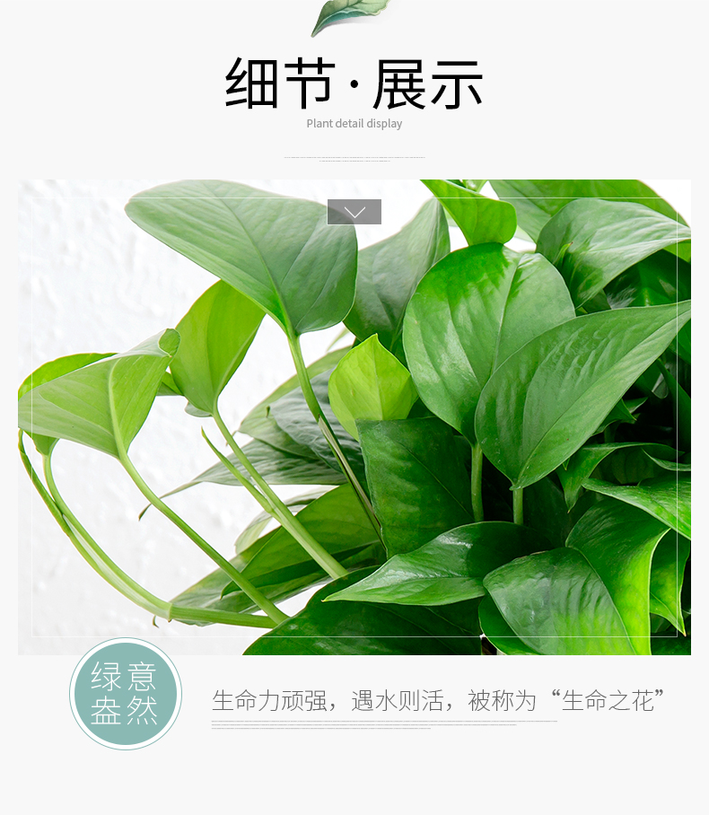 绿萝7.jpg