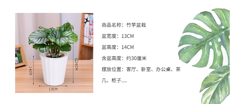 青苹果竹芋2.jpg