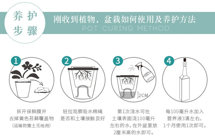 青苹果竹芋5.jpg