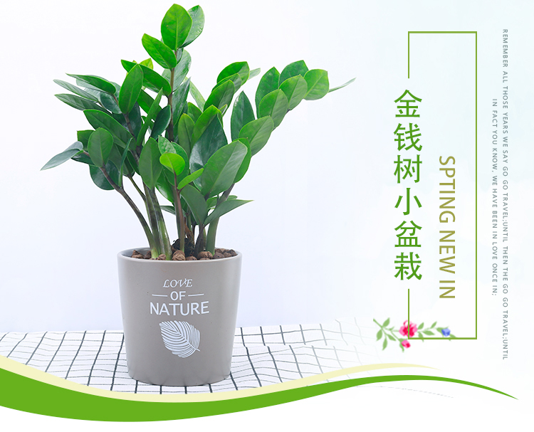 雪铁芋-金钱树2.jpg