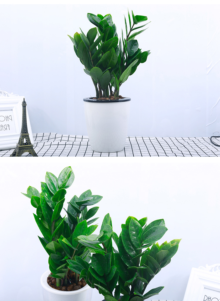 雪铁芋-金钱树4.jpg