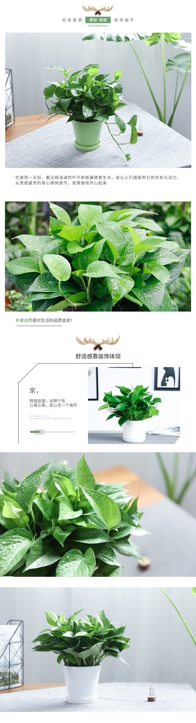 绿萝3-.jpg