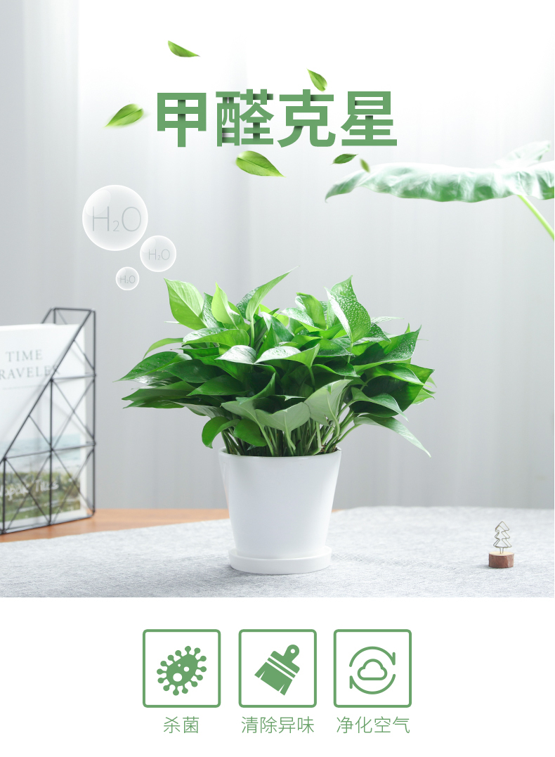 绿萝2.jpg